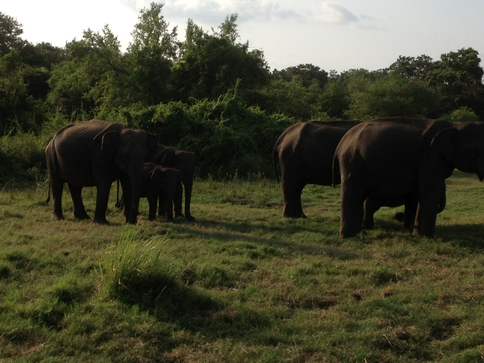 Walkers Tours Limited Minneriya National Park