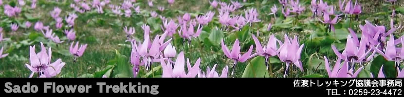 佐渡島の花トレッキングブログ