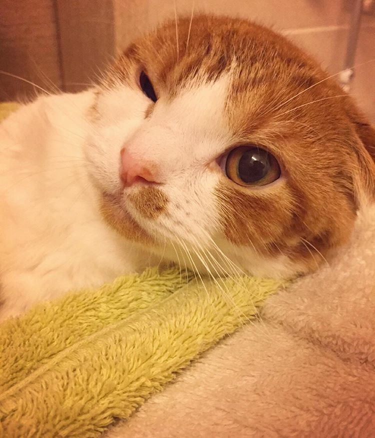 강지영네 고양이 | 인스티즈