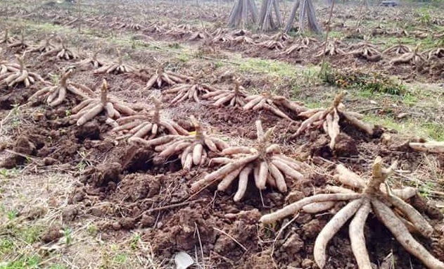 Cara Merawat Tanaman Dan Aneka Tanaman Hias: Untung Besar dari Budidaya