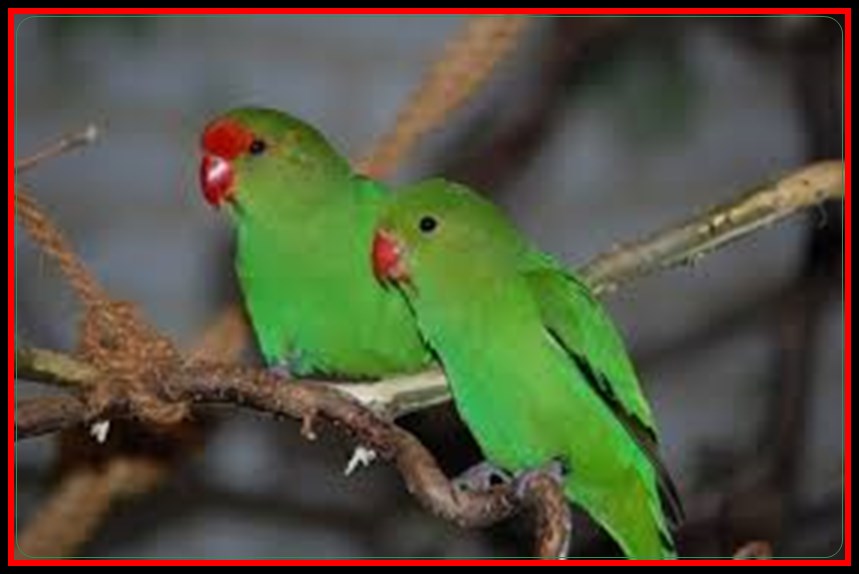 Arti Mimpi Melihat Burung Warna Hijau Menurut Primbon Jawa Pendapat Ulama Serta Adab Bermimpi Buruk Gambar Mimpi