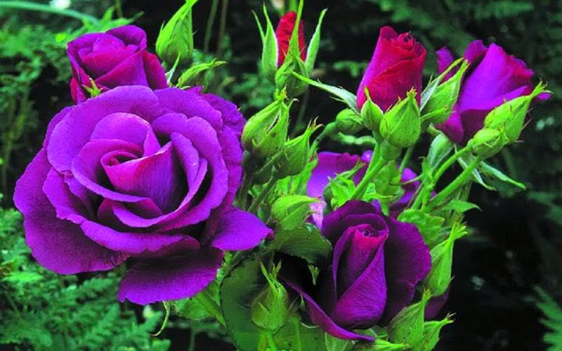 Purple Rose Wallpapers - keywords HERE