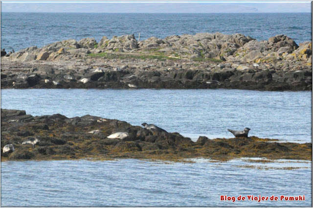 Colonias de focas en Islandia Cerca de Hindisvik es posible ver colonias de focas en rocas frente a la costa