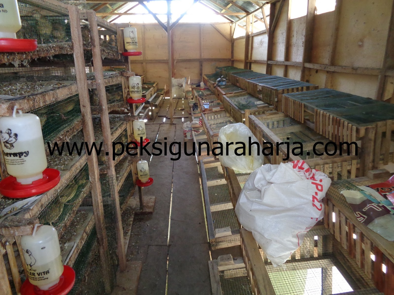 Progam Pemeliharaan Puyuh Dari Umur 1 Hari Afkir