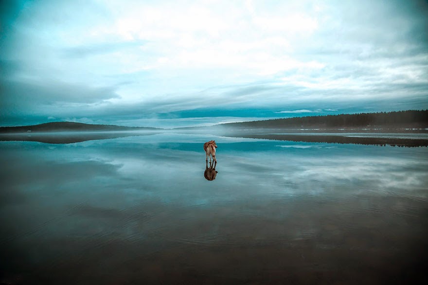 siberian husky playing frozen lake fox grom-6