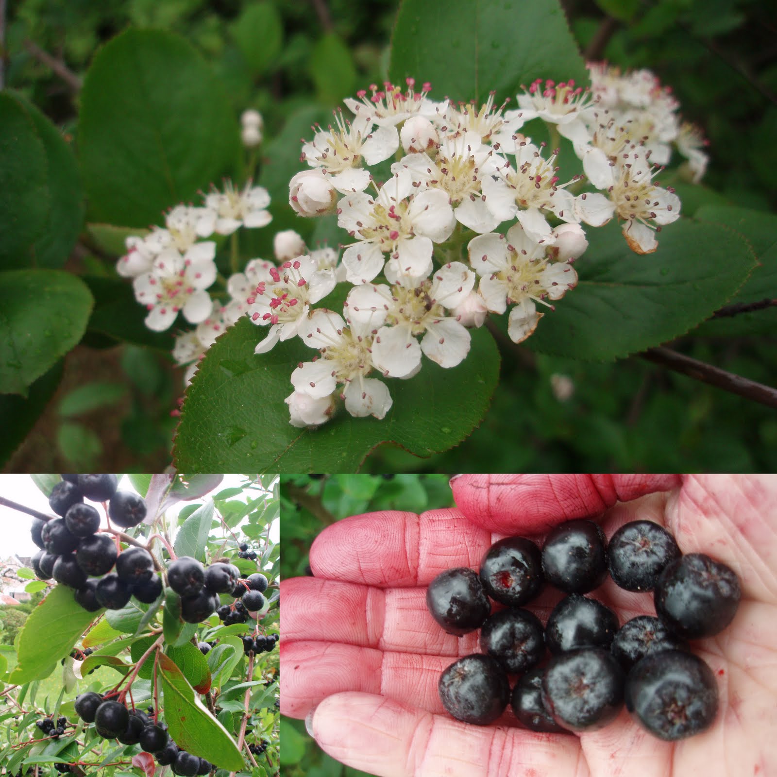 aronia chokeberry plants permaculture melanocarpa climate plant flowers shrub temperate fruit trees food forest must garden grow edible auswählen pinnwand