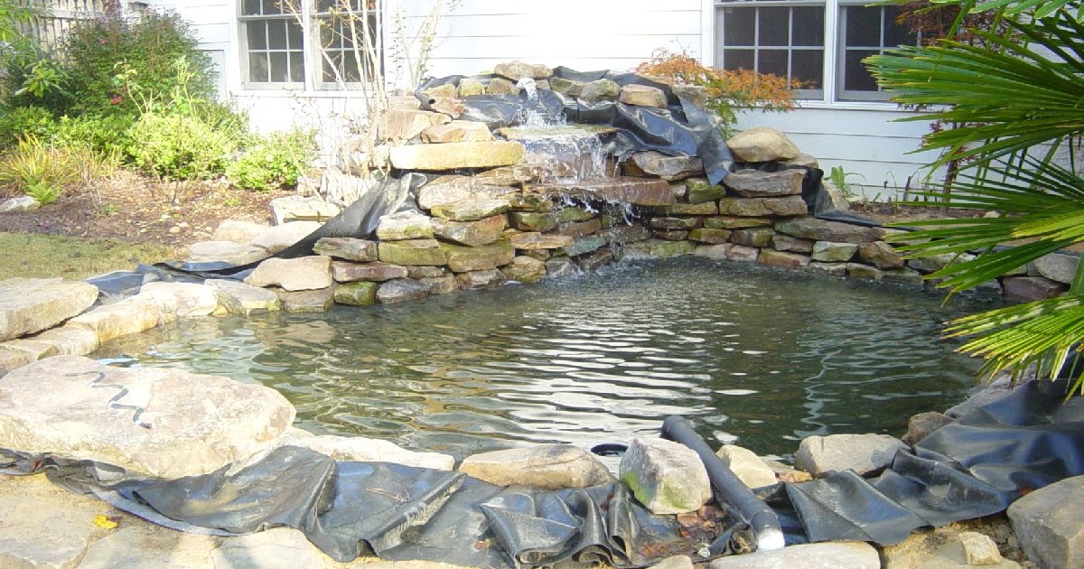 koi-pond-ucsc-plants.jpg