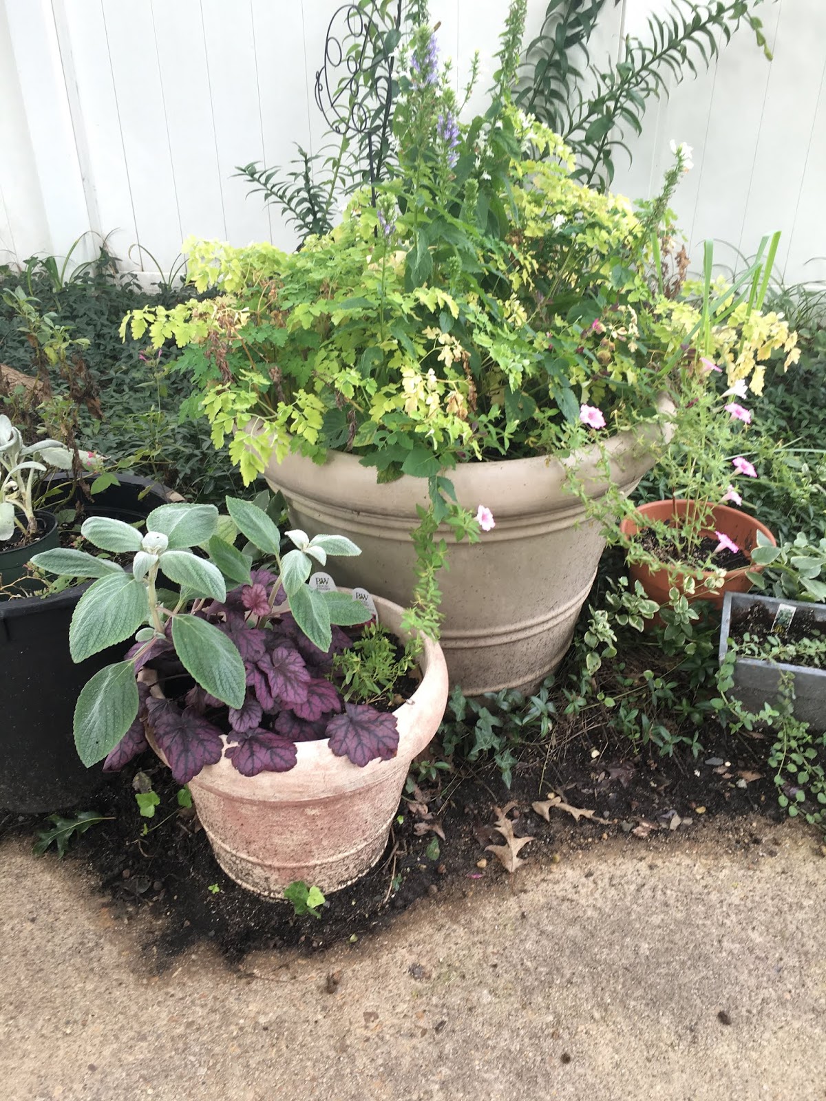 WashingtonGardener Bloom Day Container Fun