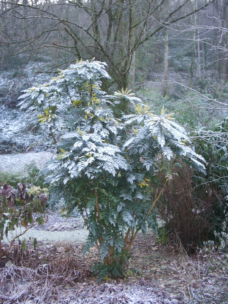 Les Pins Noirs Resistance Au Froid Du Mahonia X Media Charity
