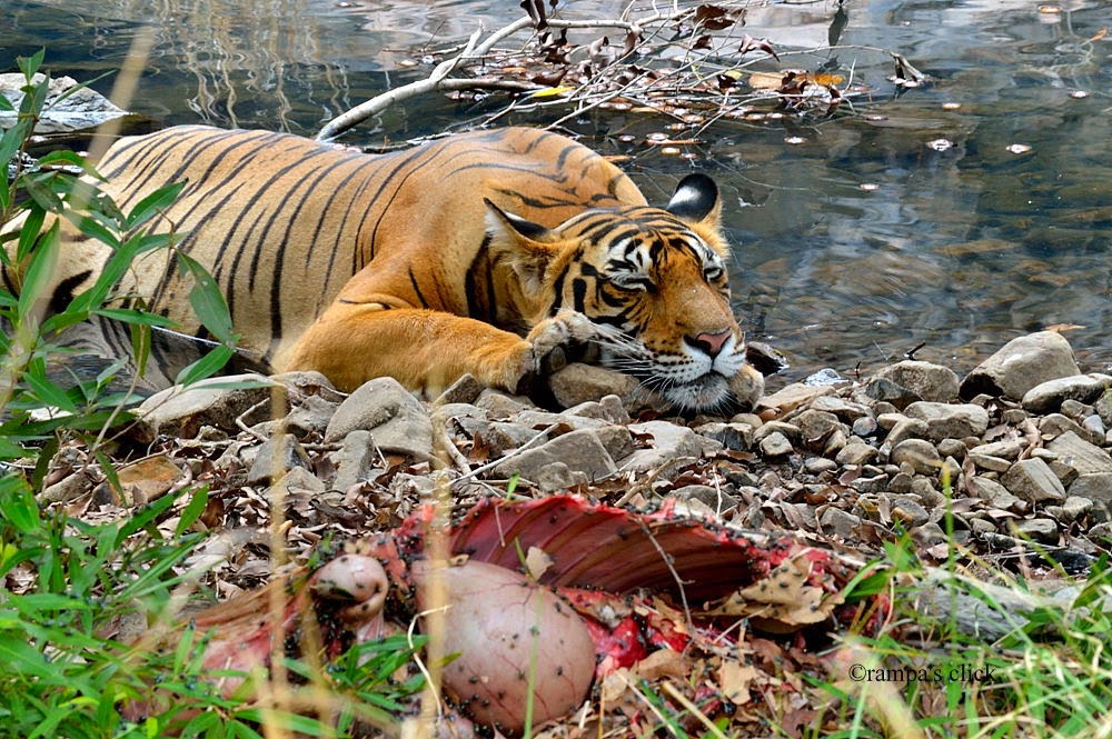 Про животных нападение. Амурский тигр нападает. Атака тигра.