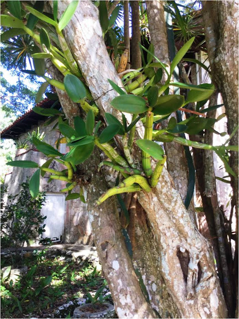 visita-al-orquideario-de-soroa-la-letra-corta visita-al-orquideario-de-soroa-la-letra-corta