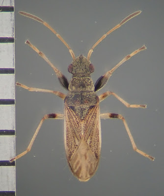 ホソヒョウタンナガカメムシ Pseudopachybrachius gutta
