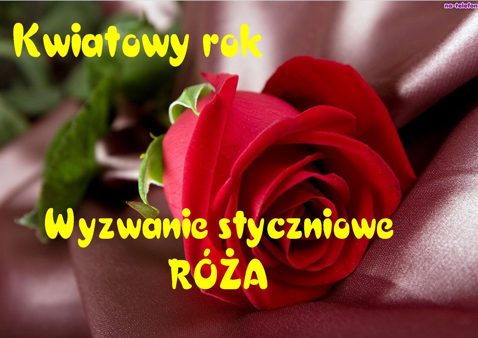 Róża