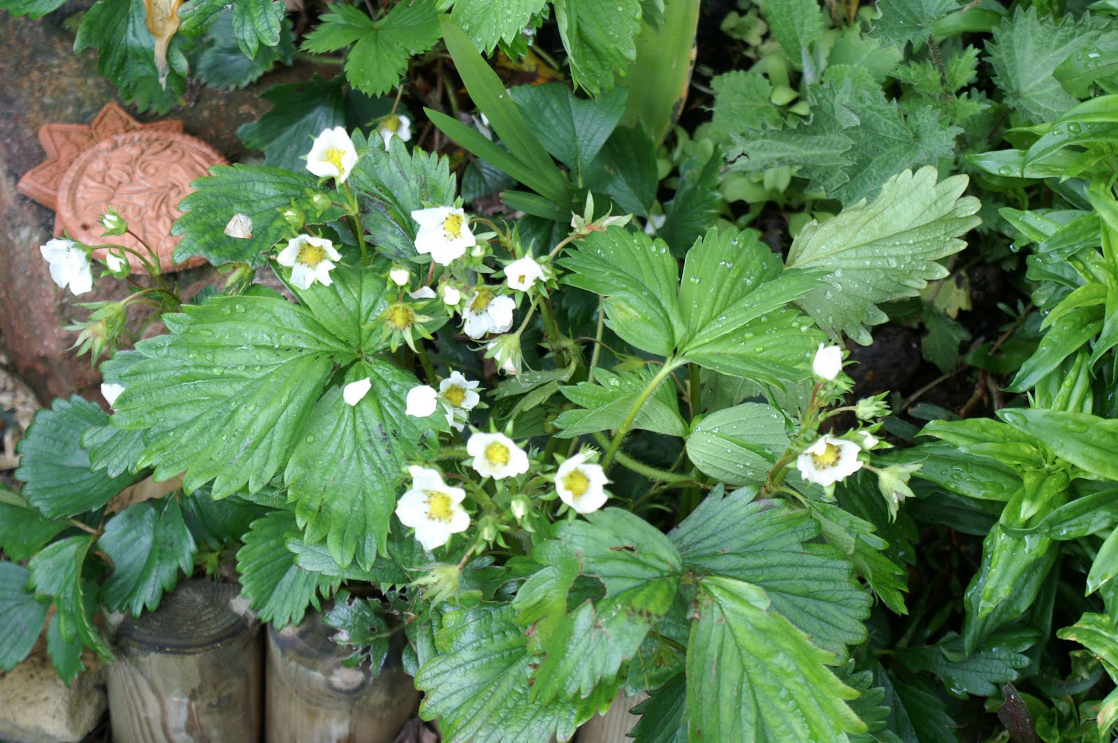 Doğayı Keşfederken Mayis ayi bahceden ozetler