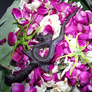 pusaka keris naga puspa keris naga puspa,pedang naga puspa di gunung arjuna,pedang naga puspa vs keris mpu gandring,jual pedang naga puspa,photo pedang naga puspa,bunga naga puspa,pedang naga puspa arya kamandanu,pedang naga puspa rawamangun,naga puspa asli,keris naga sasra,keris nogososro,pusaka naga,keris khodam naga