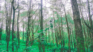 pine forest desktop wallpaper travel photography