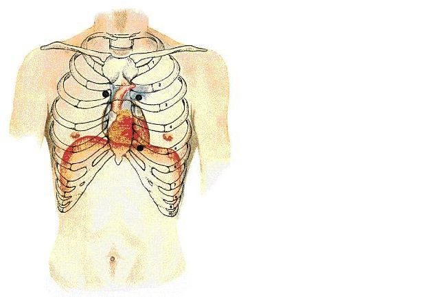 Anatomi dan lapisan jantung | Cardio Share