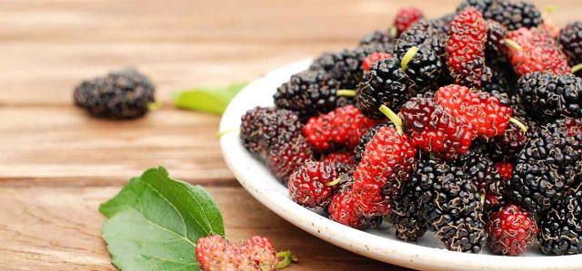 tanaman hias buah mulberry