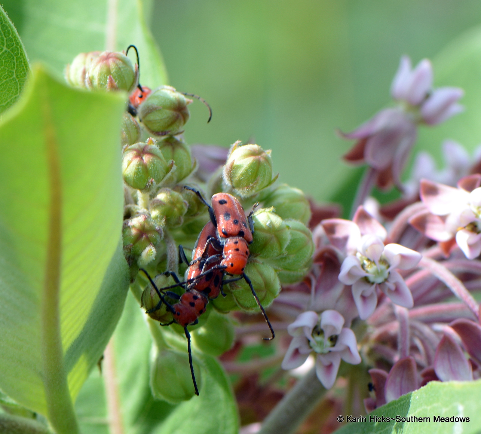 The Not So Common Milkweed (in Georgia anyway)