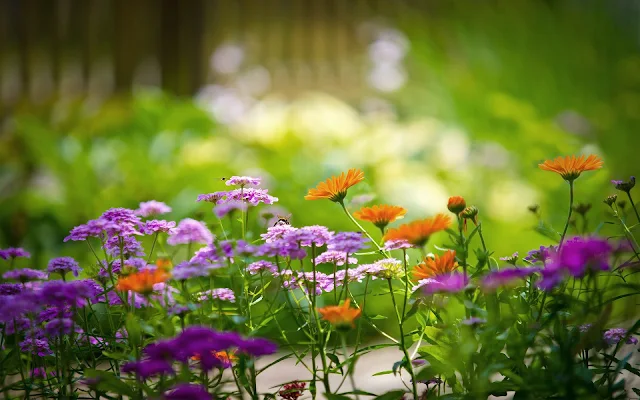 Lente achtergrond met bloemen in bloei