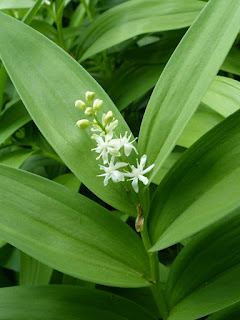 Smilacine étoilée - Maianthemum stellatum Smilacine étoilée - Maianthemum stellatum