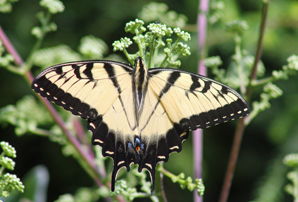 MObugs: Eastern Tiger Swallowtail