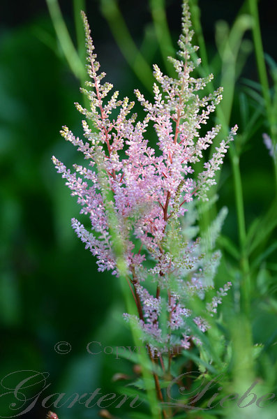 Garten-Liebe: Juni Garten&hellip;.