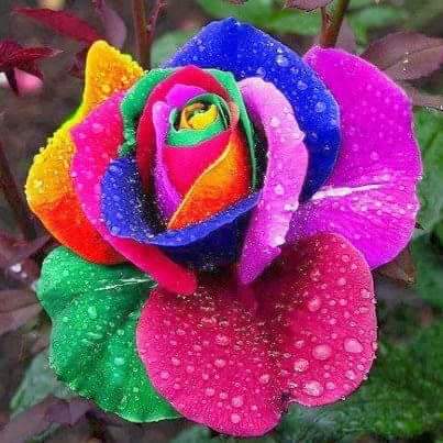 Cara Menanam dan Menyemai Biji Bunga Mawar Pelangi (Rainbow Rose