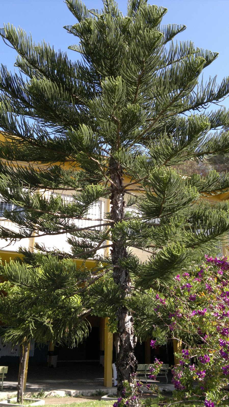 El Jardín del Instituto