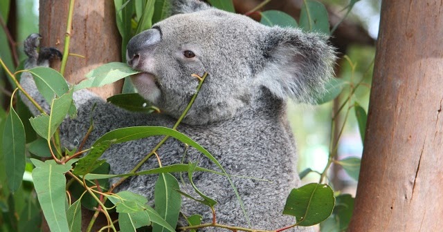 How Much Water Do Koalas Drink How Much Water Do Koalas Drink