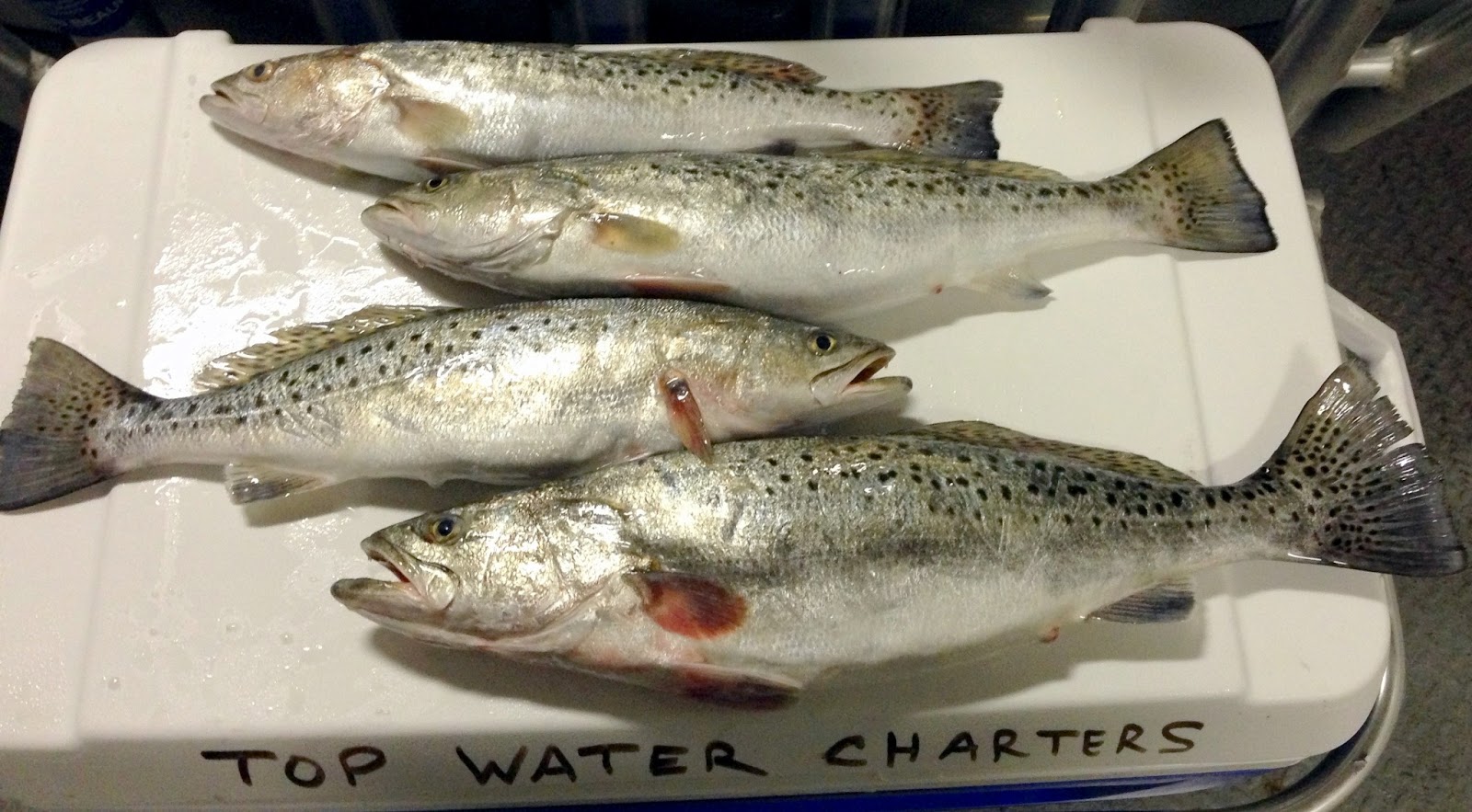 Top Water Charters Fishing Reports and News Beaufort Morehead City