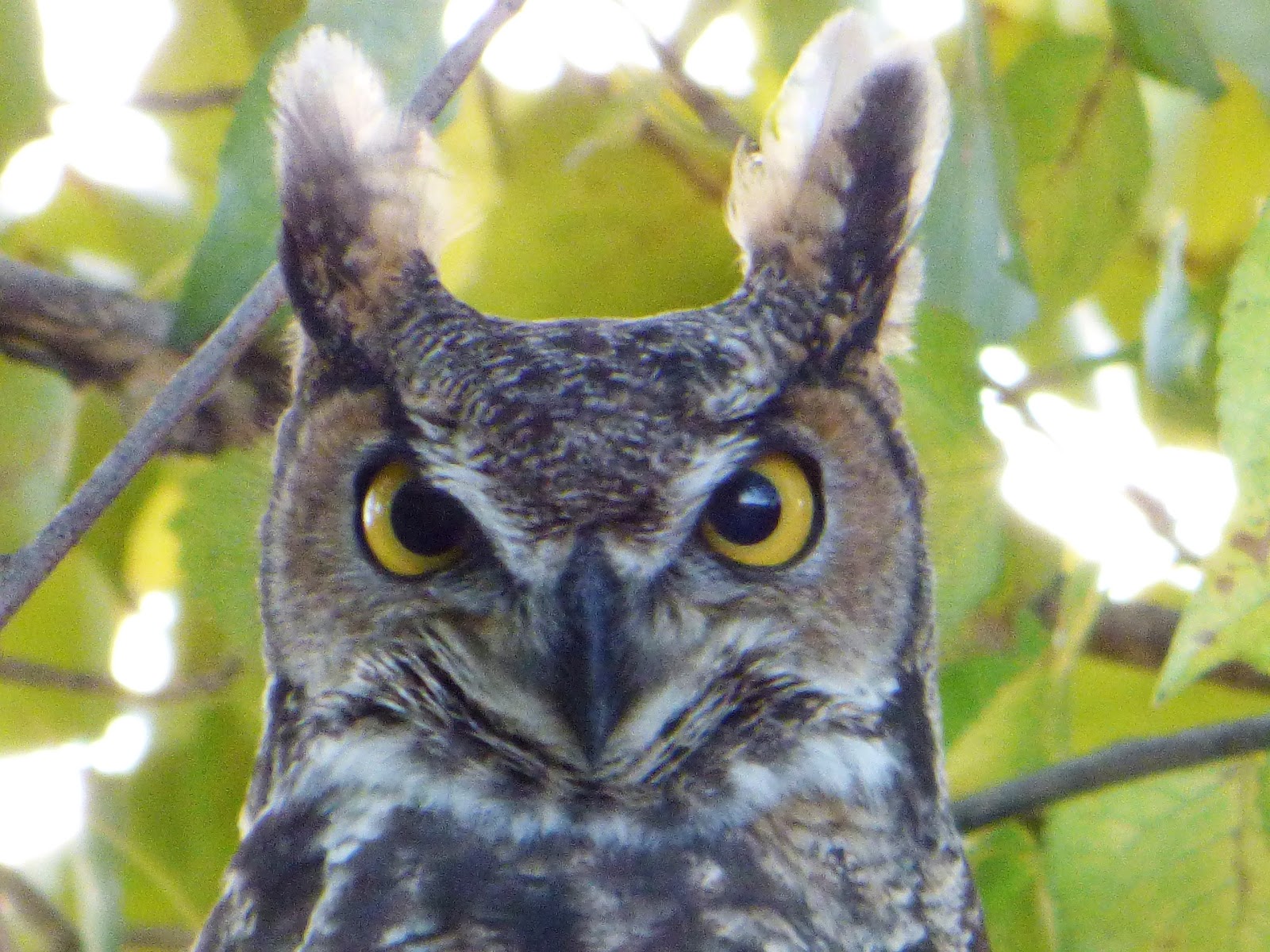 Geotripper's California Birds Great Horned Owl at the Merced National