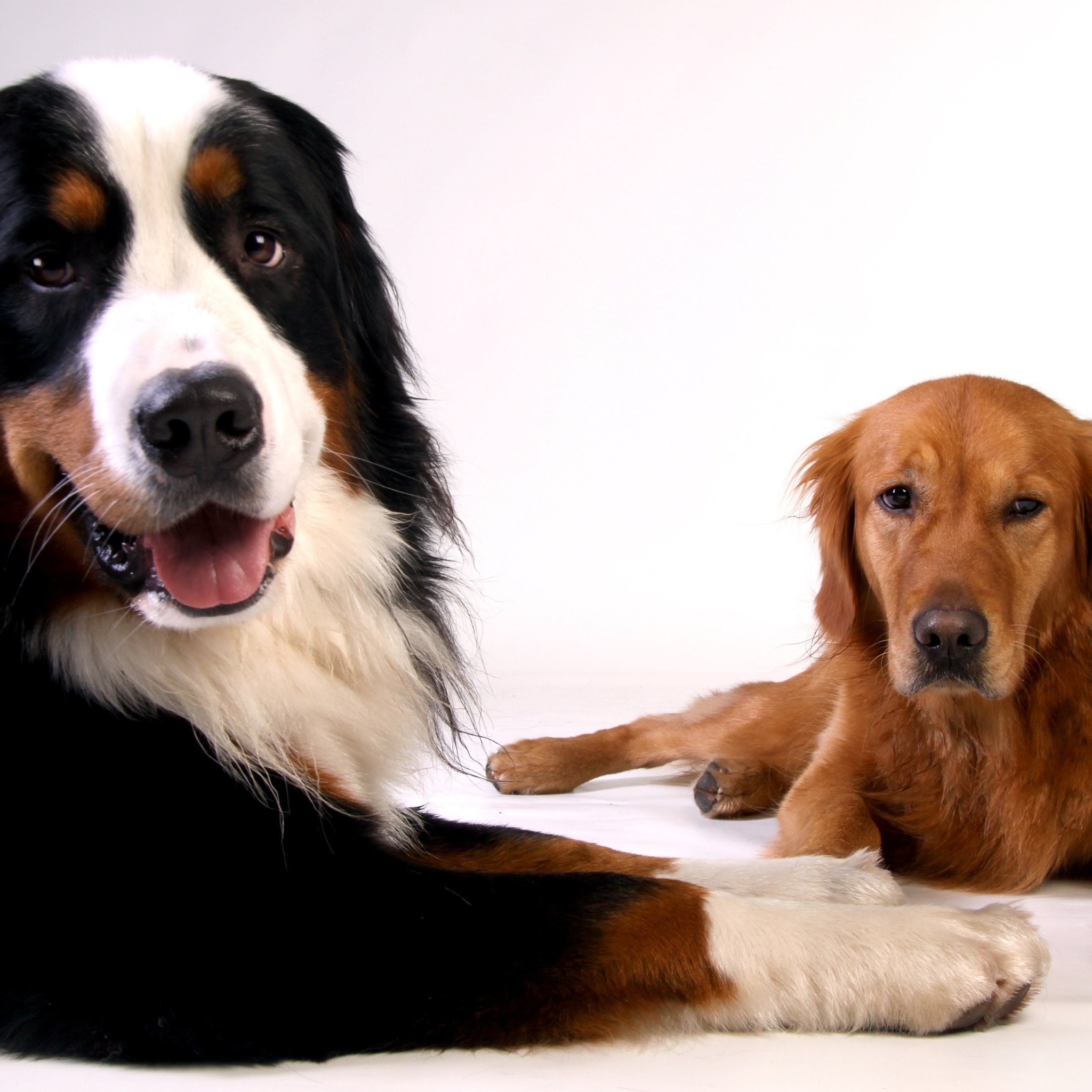 bernese golden retriever puppies bernese mountain and golden retriever hd wallpapers 4k macbook and desktop bernese golden retriever puppies bernese mountain and golden retriever hd wallpapers 4k macbook and desktop