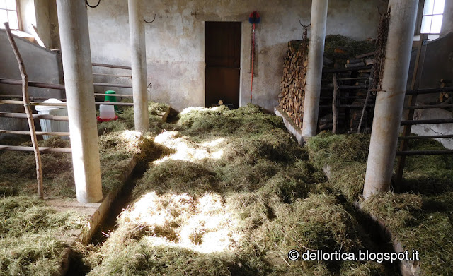 Gallina modenese della fattoria didattica dell ortica Savigno Valsamoggia Bologna Zocca