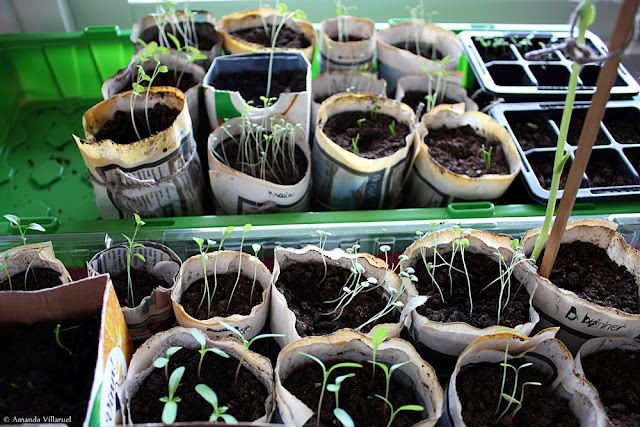 The newspaper plant pots after three weeks and one day The newspaper plant pots after three weeks and one day