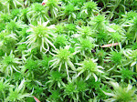 native: sphagnum moss