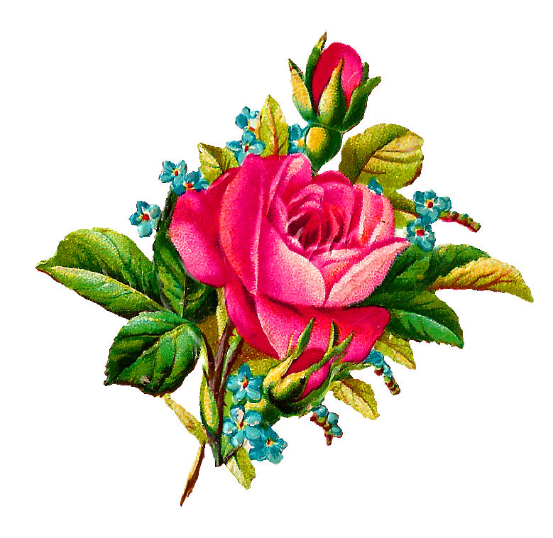 Antique Images: Digital Stock Pink Rose Image Forget-Me-Not Flower ...