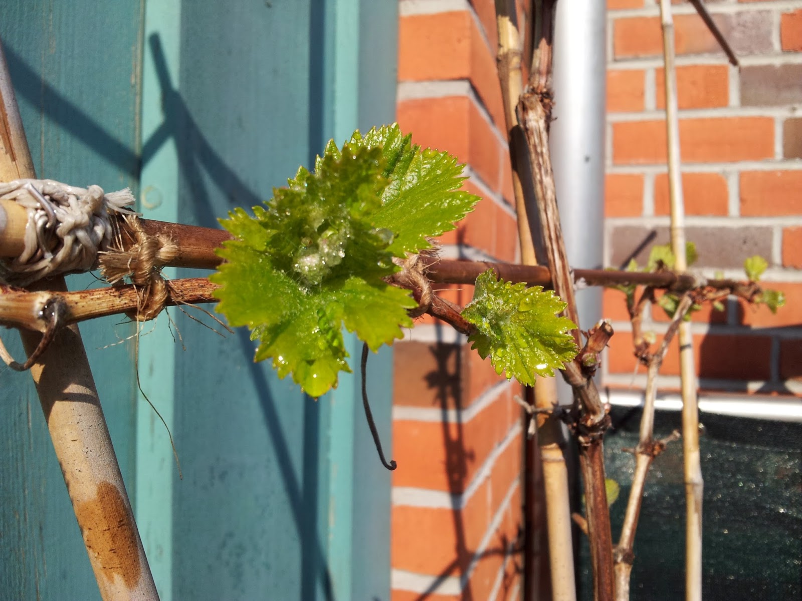 Balkonernte Ein Balkongärtner baut Gemüse auf dem Balkon an.