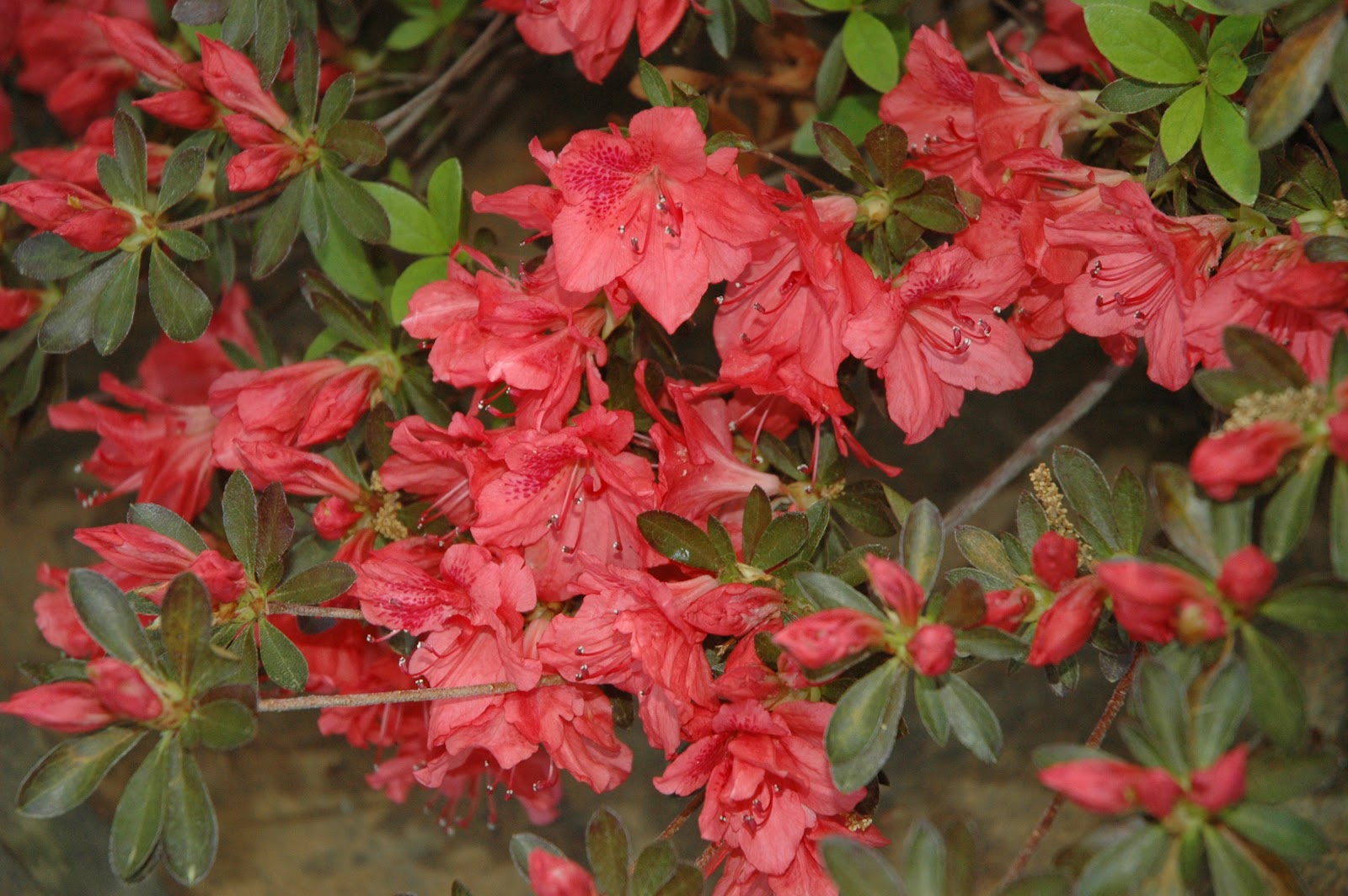 Tulsa Landscapers: When to trim Azaleas...