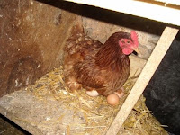 التكاثر عند الحيوانات البيوضة - الدجاج