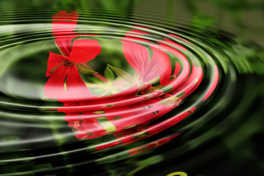 Geranium Wave Water Rings Geranium Wave Water Rings