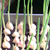 Stop Buying Garlic! Here's How To Grow An Endless Supply Of Garlic Right At Home