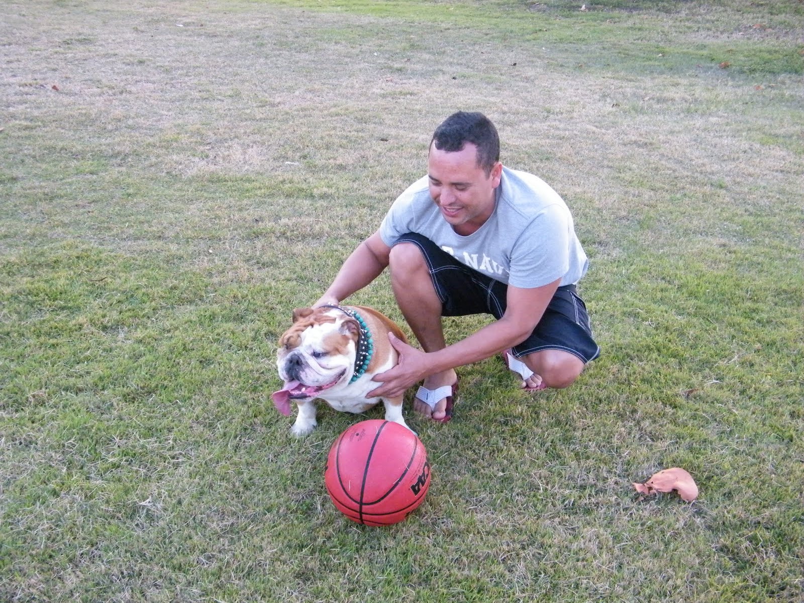 Mobile Dog Grooming Dog shedding is a natural process in canines