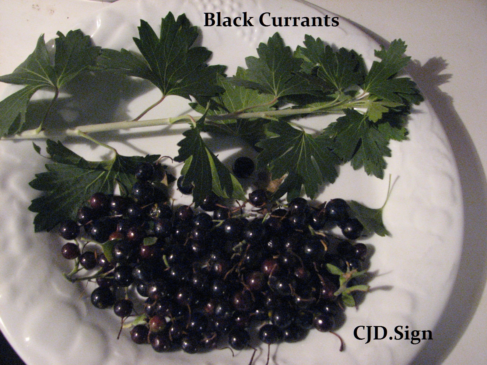 Friday Foods Choke Cherry and Black Current Juice for Jam.