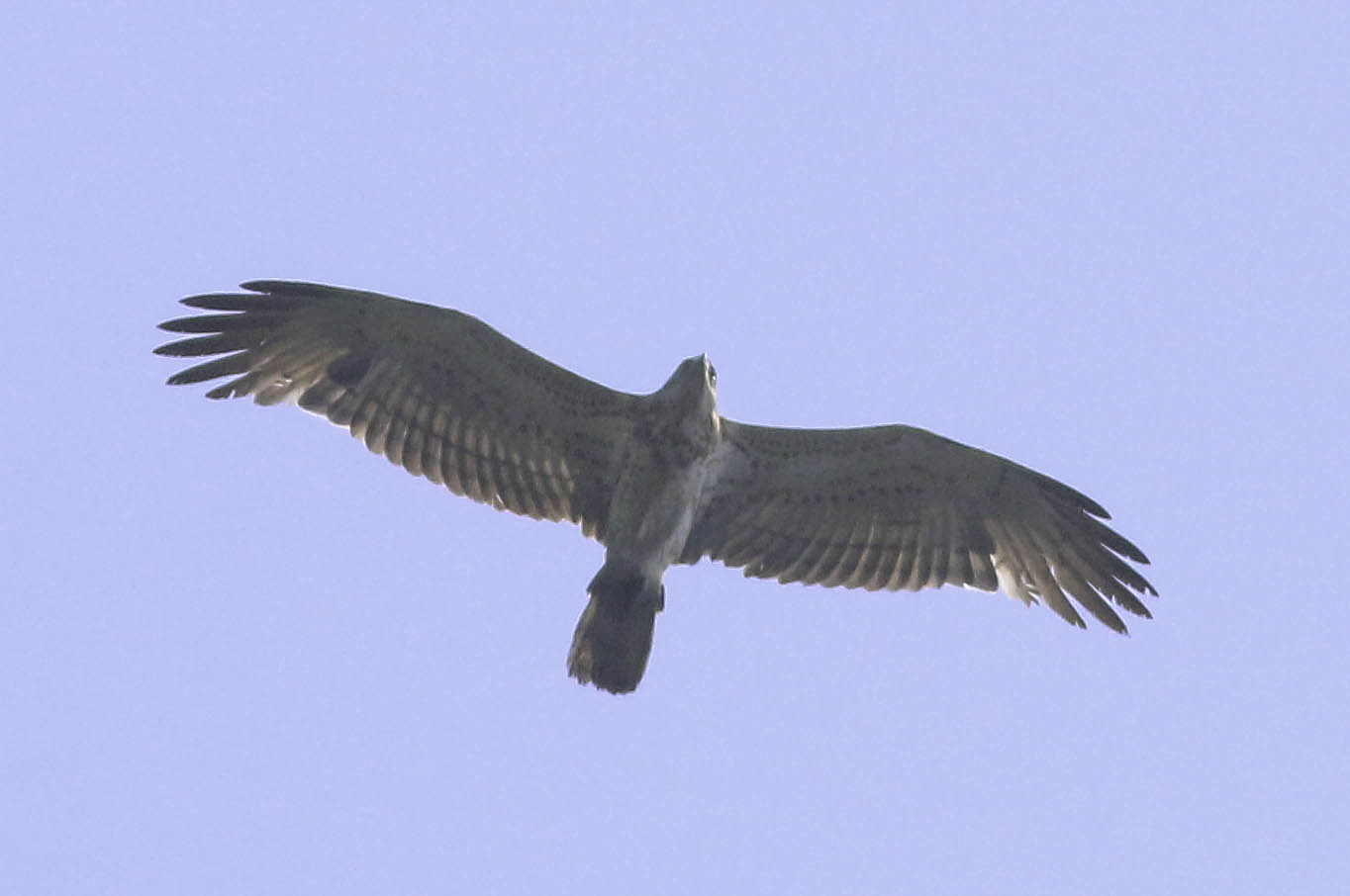 Sometimes I Wish We Were An Eagle Rar Sometimes I Wish We Were An Eagle Rar