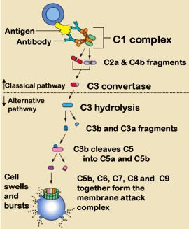 Classical and Alternative pathway