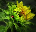 Happy Ladybug Hugs.....