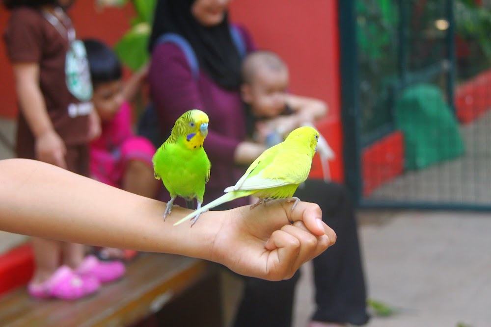 Lengan abang Haris Lengan abang Haris