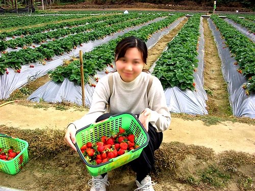 我家咖啡屋 民宿|福氣果子 原 賓拉登草莓園|大湖酒莊|苗栗大湖採草莓