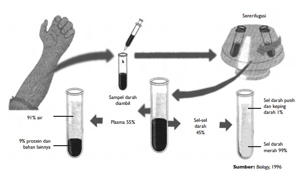 Sistem Peredaran Darah Pada Manusia Ipa Kelas 8